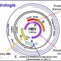 Images sélectionnées virus des hépatites6