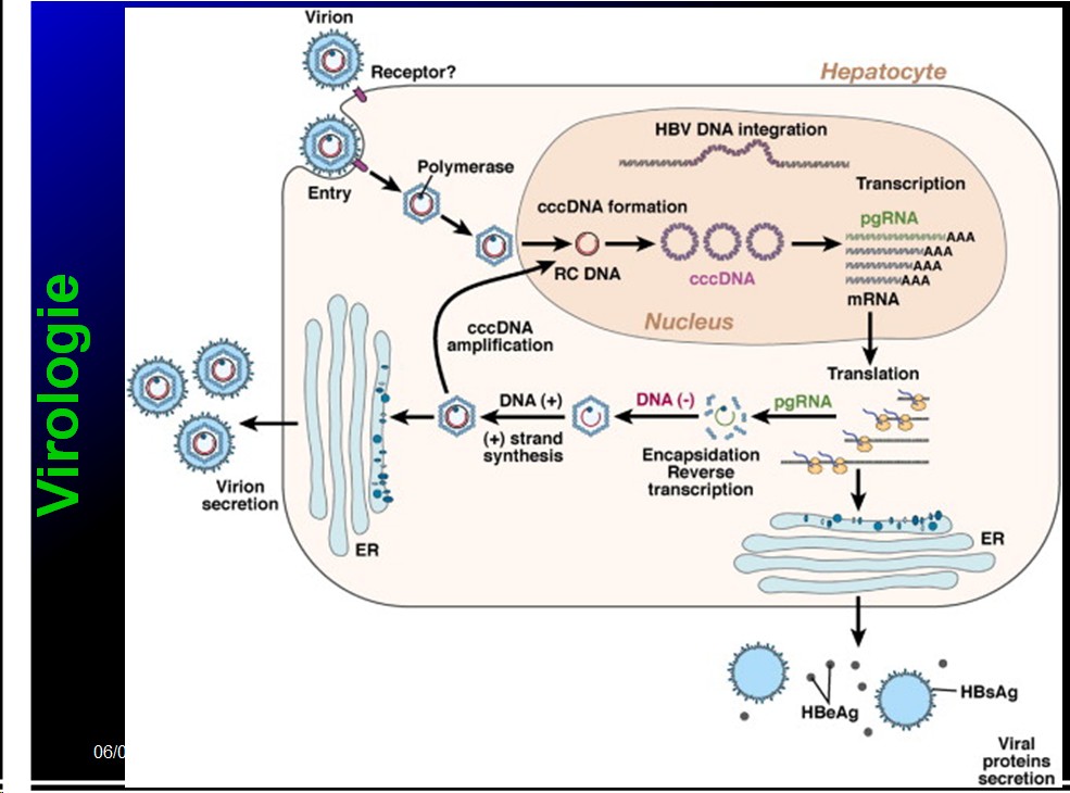 Images sélectionnées virus des hépatites7