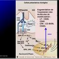 Immunité adaptative 11