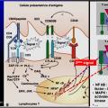 Immunité adaptative 12