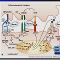 Immunité adaptative 13
