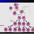 Immunité adaptative 14