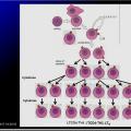 Immunité adaptative 15