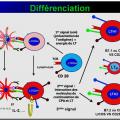 Immunité adaptative 16