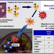 Immunité adaptative 2