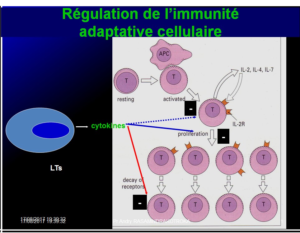 Immunité adaptative 24