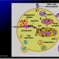 Immunité adaptative 4