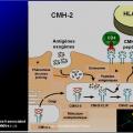 Immunité adaptative 5