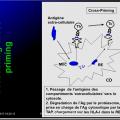 Immunité adaptative 6