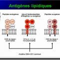 Immunité adaptative 7
