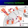 Immunité adaptative 8