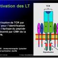 Immunité adaptative 9