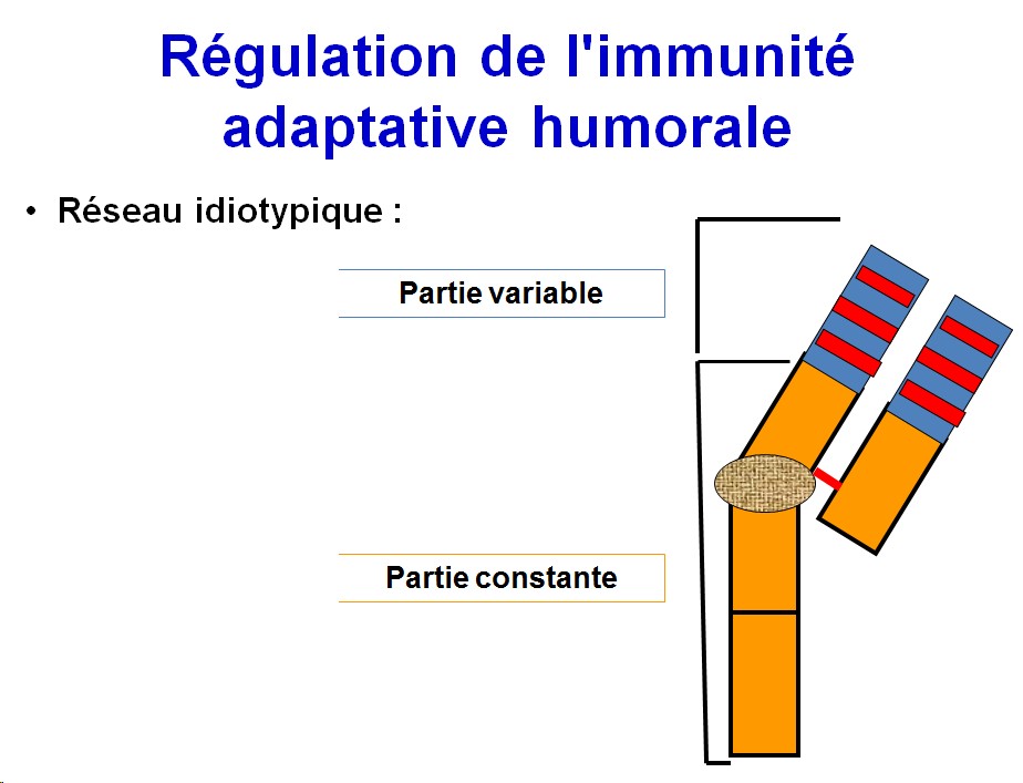 Immunité adaptative humorale 19