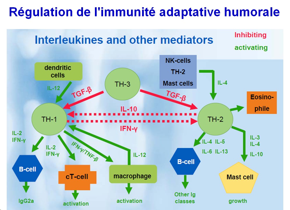Immunité adaptative humorale 23
