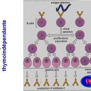 Immunité adaptative humorale 7