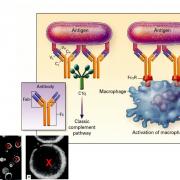 Immunité adaptative humorale 8