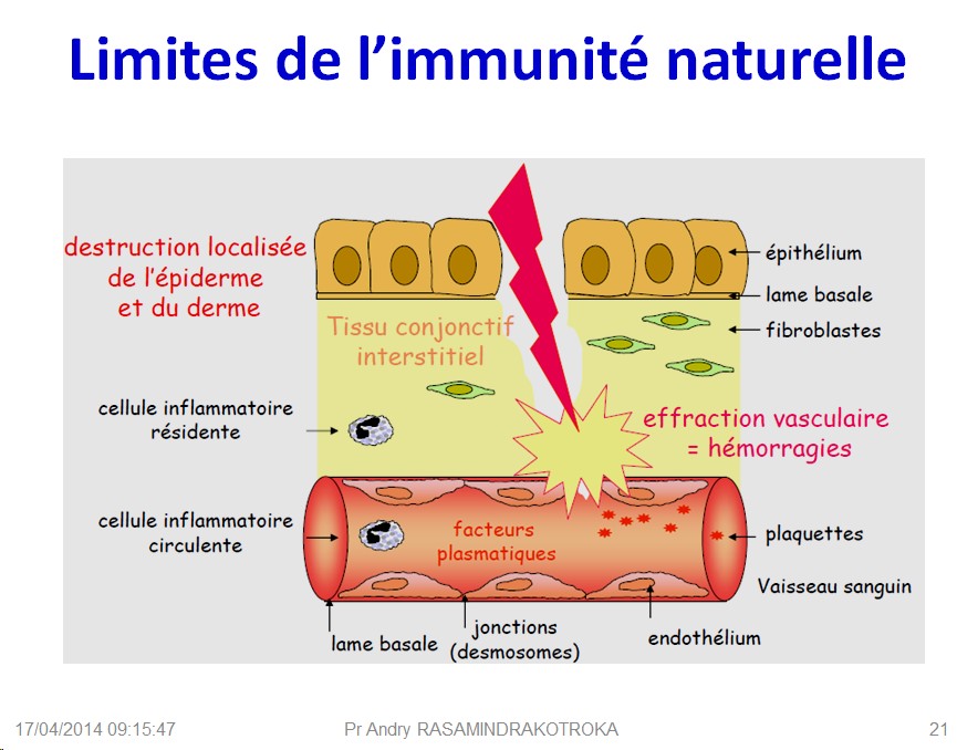 Immunité naturelle 21