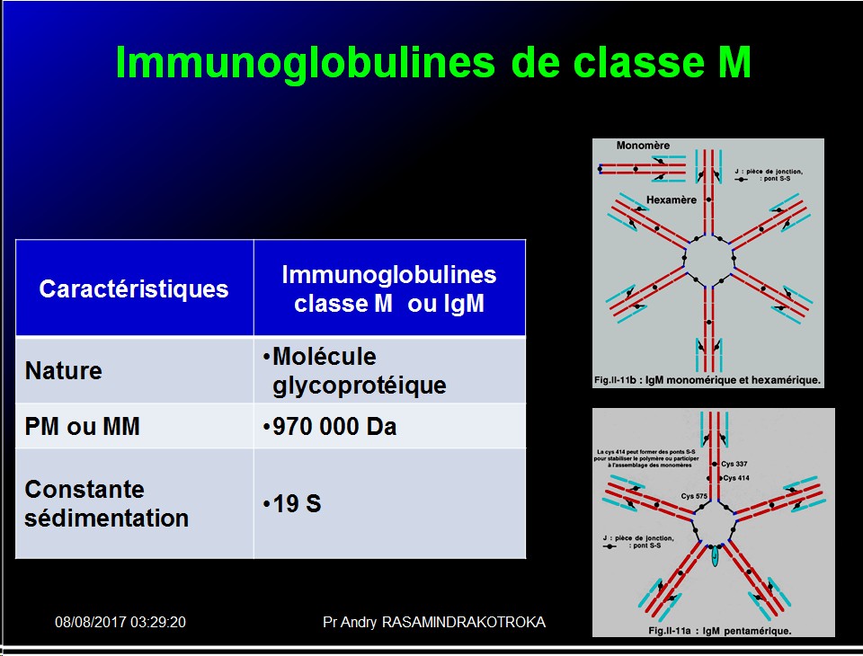 Immunoglobulines 14