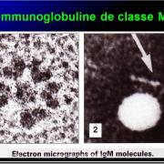Immunoglobulines 16