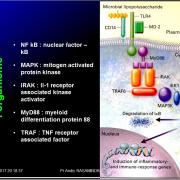 Introduction à l'Immunologie clinique 13