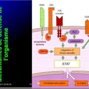 Introduction à l'Immunologie clinique 16