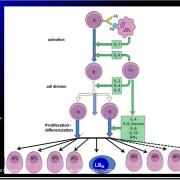 Introduction à l'Immunologie clinique 19