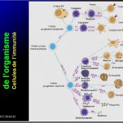 Introduction à l'Immunologie clinique 4