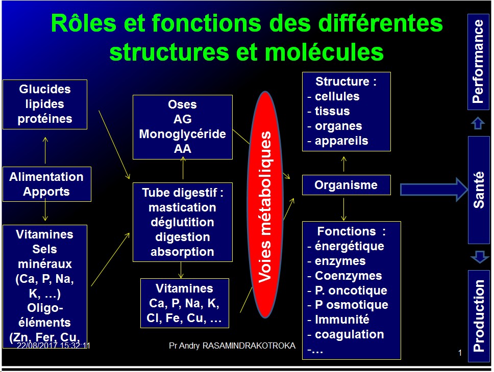Introduction structures et fonctions des biomolécules 10