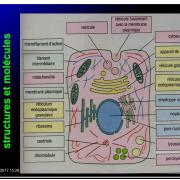 Introduction structures et fonctions des biomolécules 5