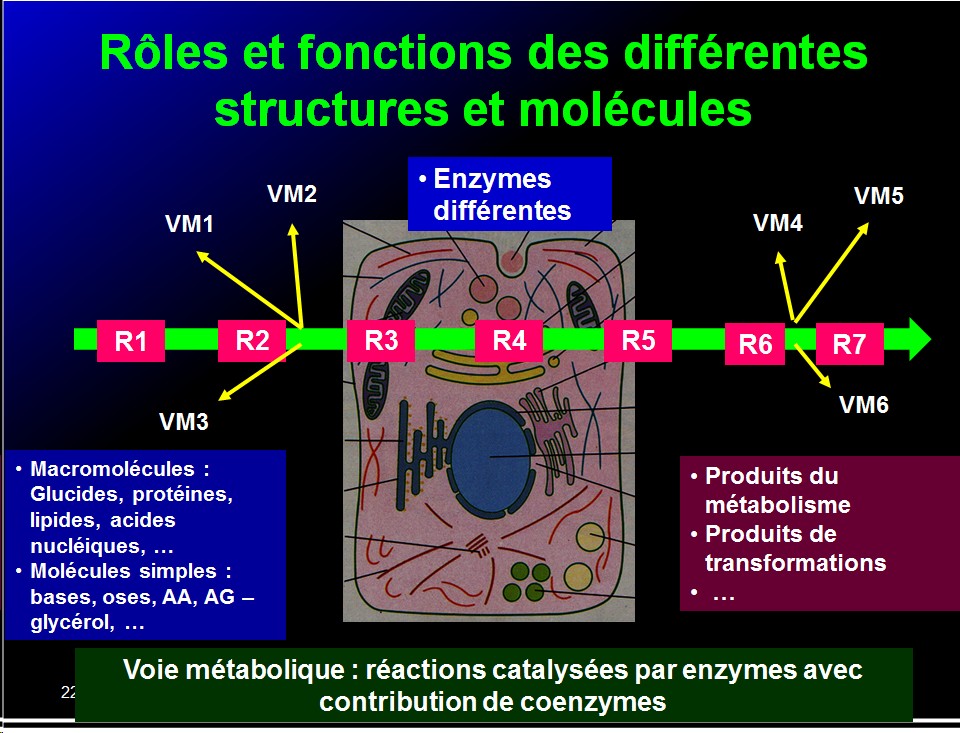 Introduction structures et fonctions des biomolécules 7