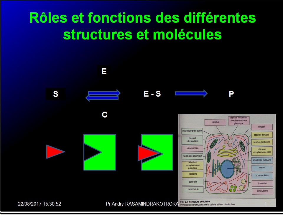 Introduction structures et fonctions des biomolécules 8