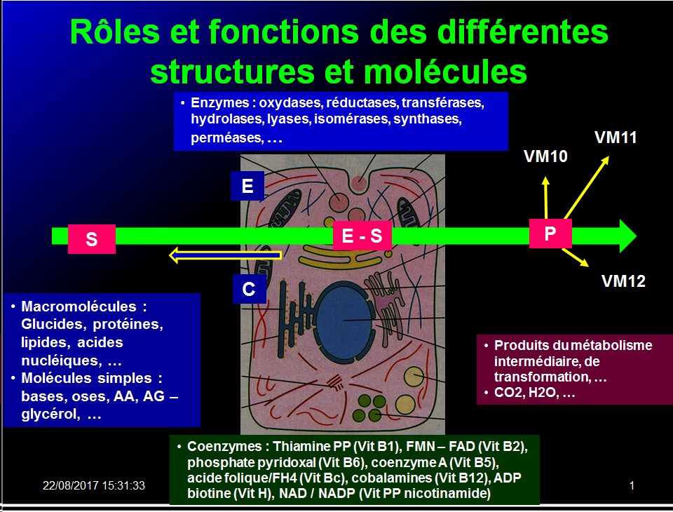 Introduction structures et fonctions des biomolécules 9