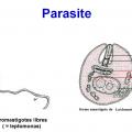 Leishmania et leishmaniose 2