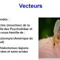 Leishmania et leishmaniose 3