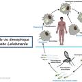 Leishmania et leishmaniose 4