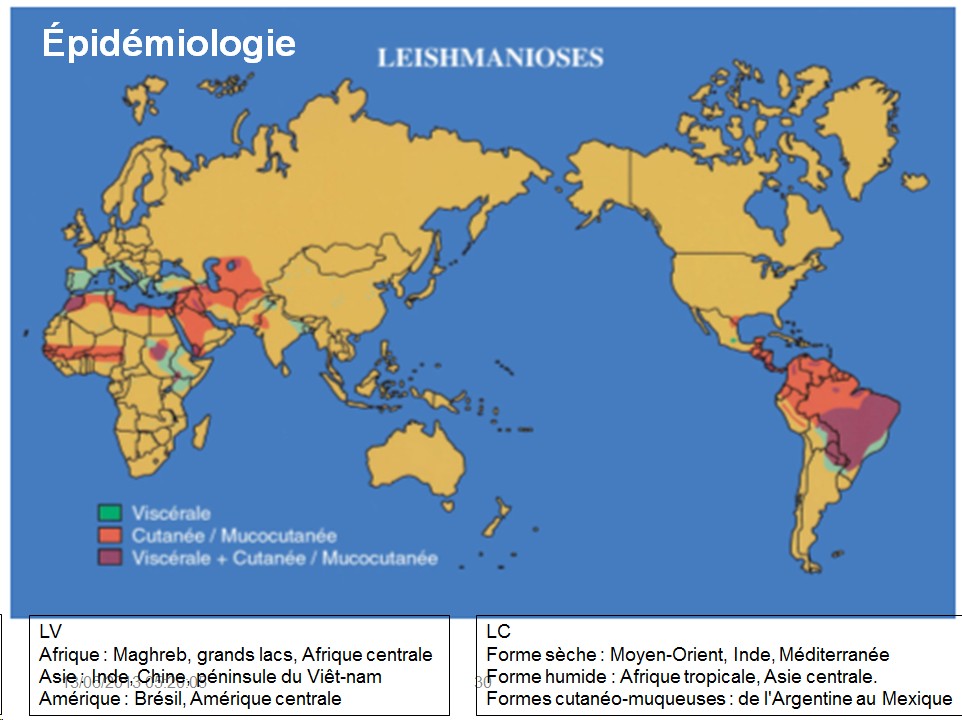 Leishmania et leishmaniose 5