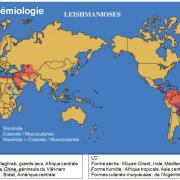 Leishmania et leishmaniose 5