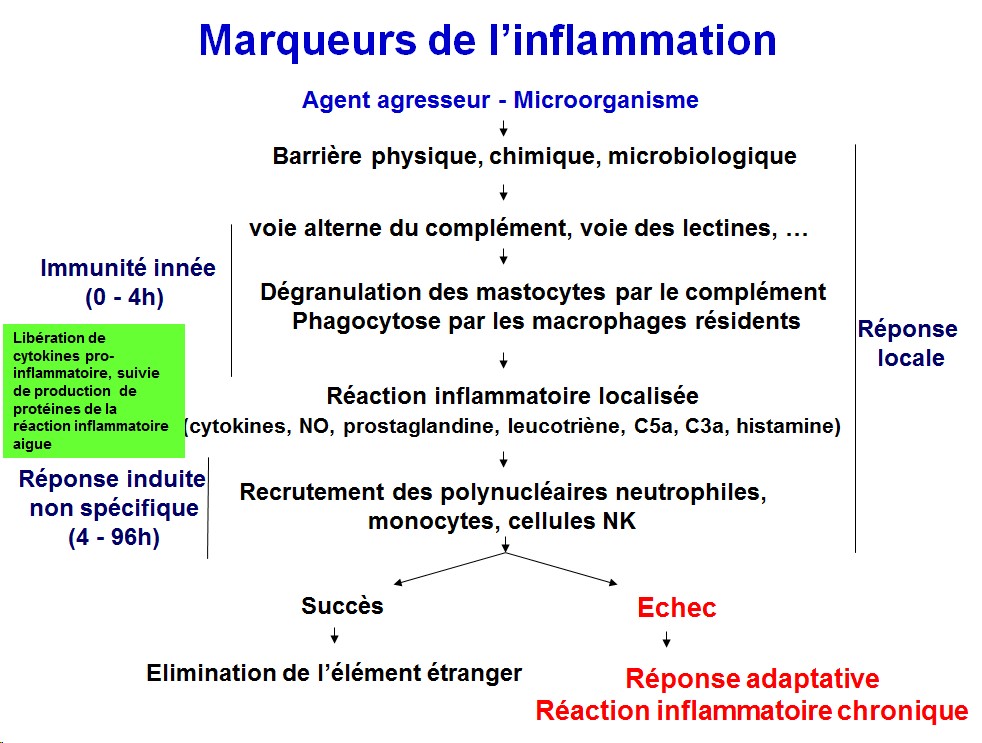 Marqueurs de l'inflammation 1