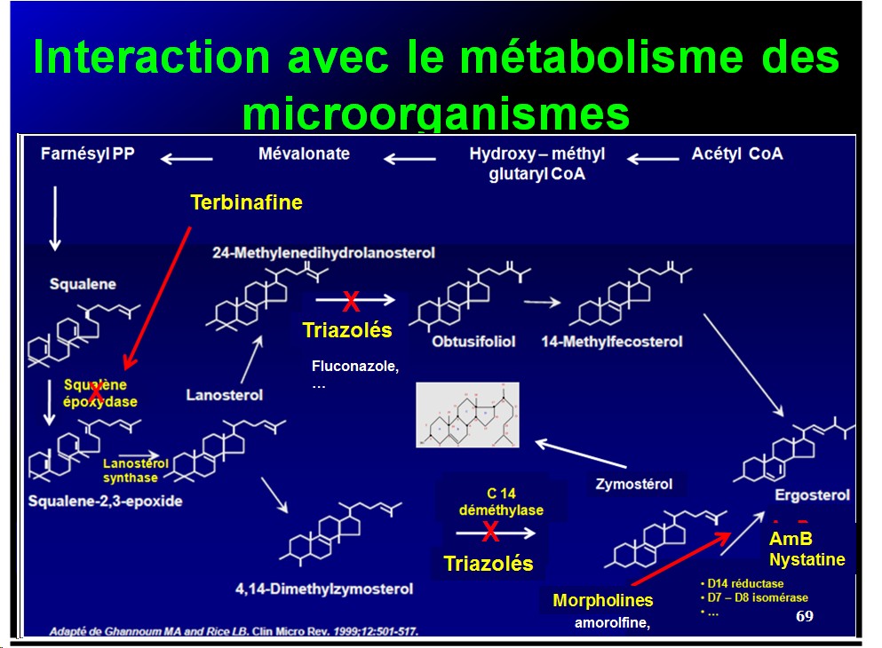 Mécanismes d'action des médicaments 12