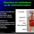 Métabolisme des médicaments 3
