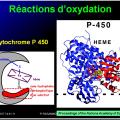 Métabolisme des médicaments 4