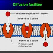 Modalités de passage des médicaments à travers membrane biologique et épithélium 14