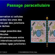 Modalités de passage des médicaments à travers membrane biologique et épithélium 3