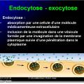 Modalités de passage des médicaments à travers membrane biologique et épithélium 4