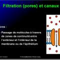 Modalités de passage des médicaments à travers membrane biologique et épithélium 6