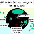 Multplication virale dans la cellule 1