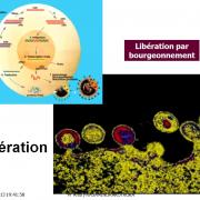 Multplication virale dans la cellule 12