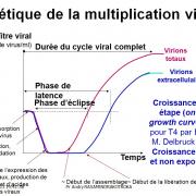 Multplication virale dans la cellule 13