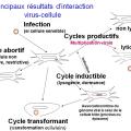 Multplication virale dans la cellule 14