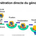 Multplication virale dans la cellule 5